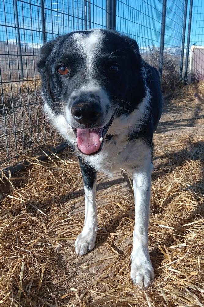 Enlarge Nezzer, a Adoptable mixed breed in Challis, ID image 4/6