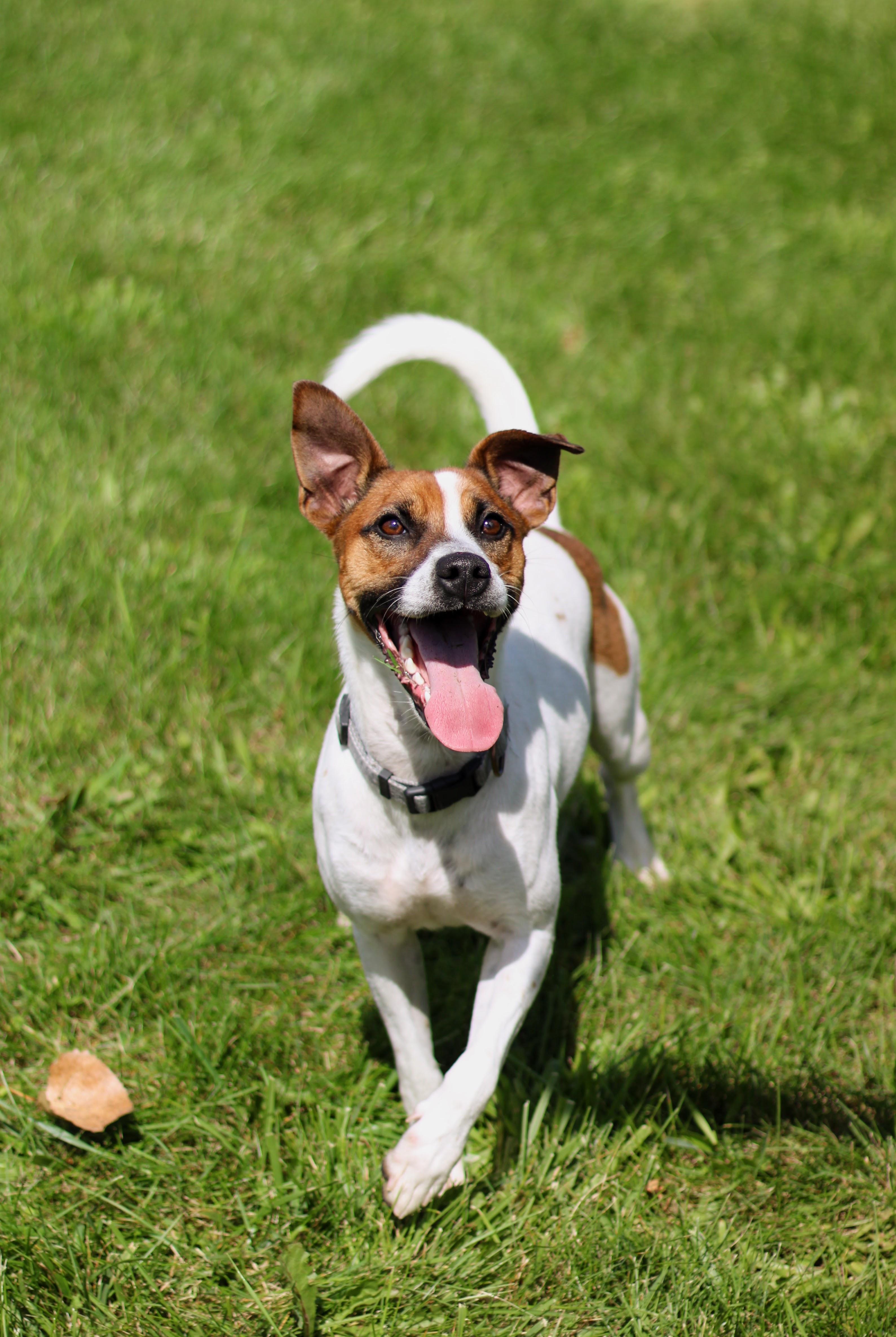 Enlarge Kip, a Adoptable mixed breed in Battle Creek, MI image 3/6