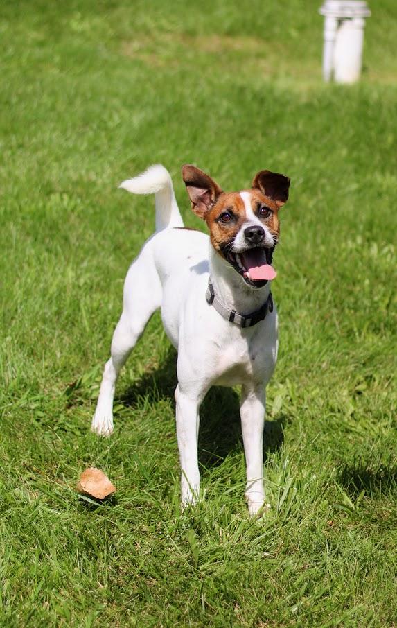 Enlarge Kip, a Adoptable mixed breed in Battle Creek, MI image 6/6