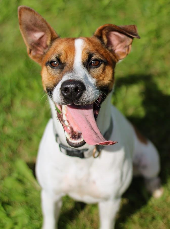 Kip, Adoptable, Adult Male Jack Russell Terrier.