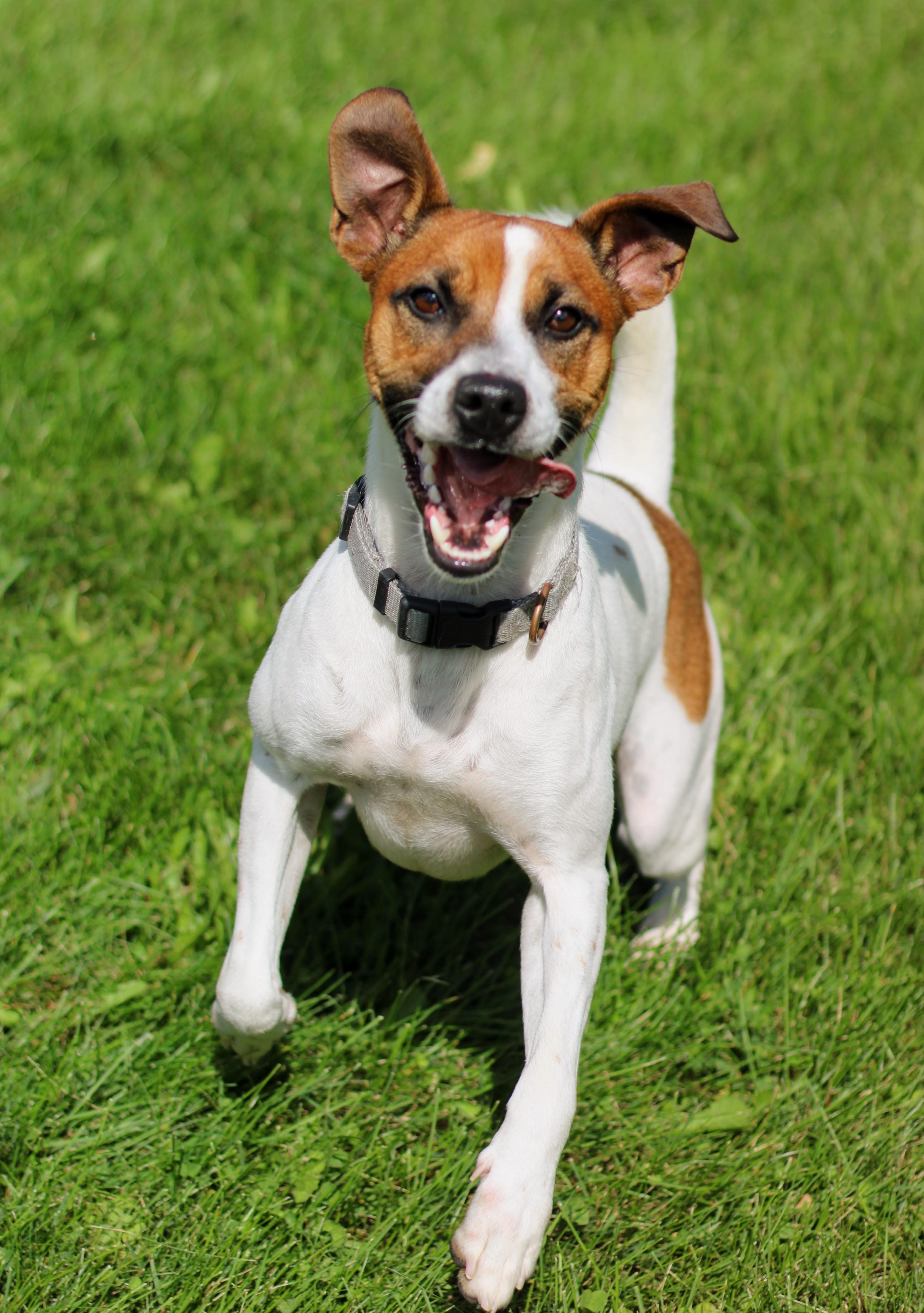 Enlarge Kip, a Adoptable mixed breed in Battle Creek, MI image 2/6