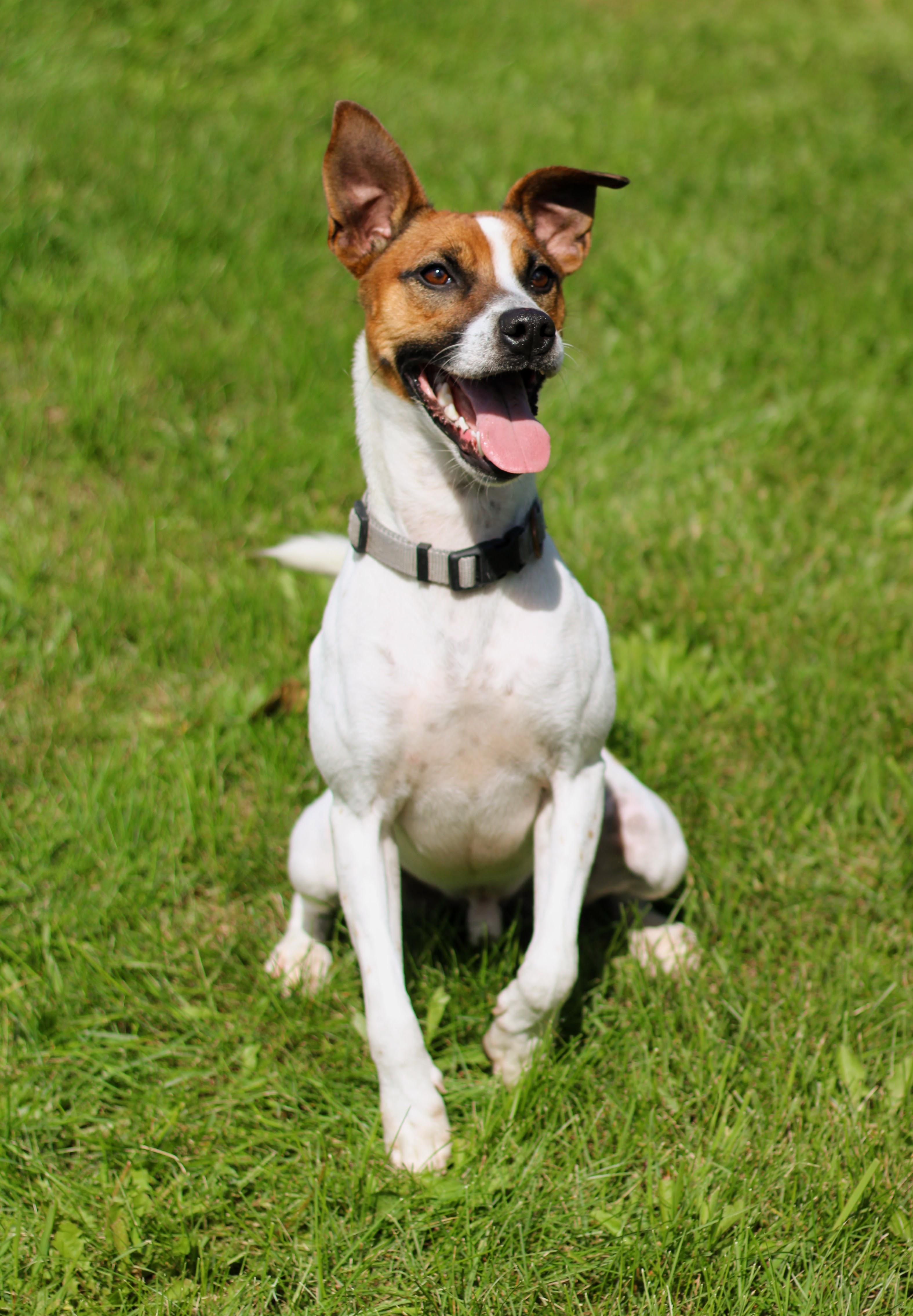 Enlarge Kip, a Adoptable mixed breed in Battle Creek, MI image 4/6