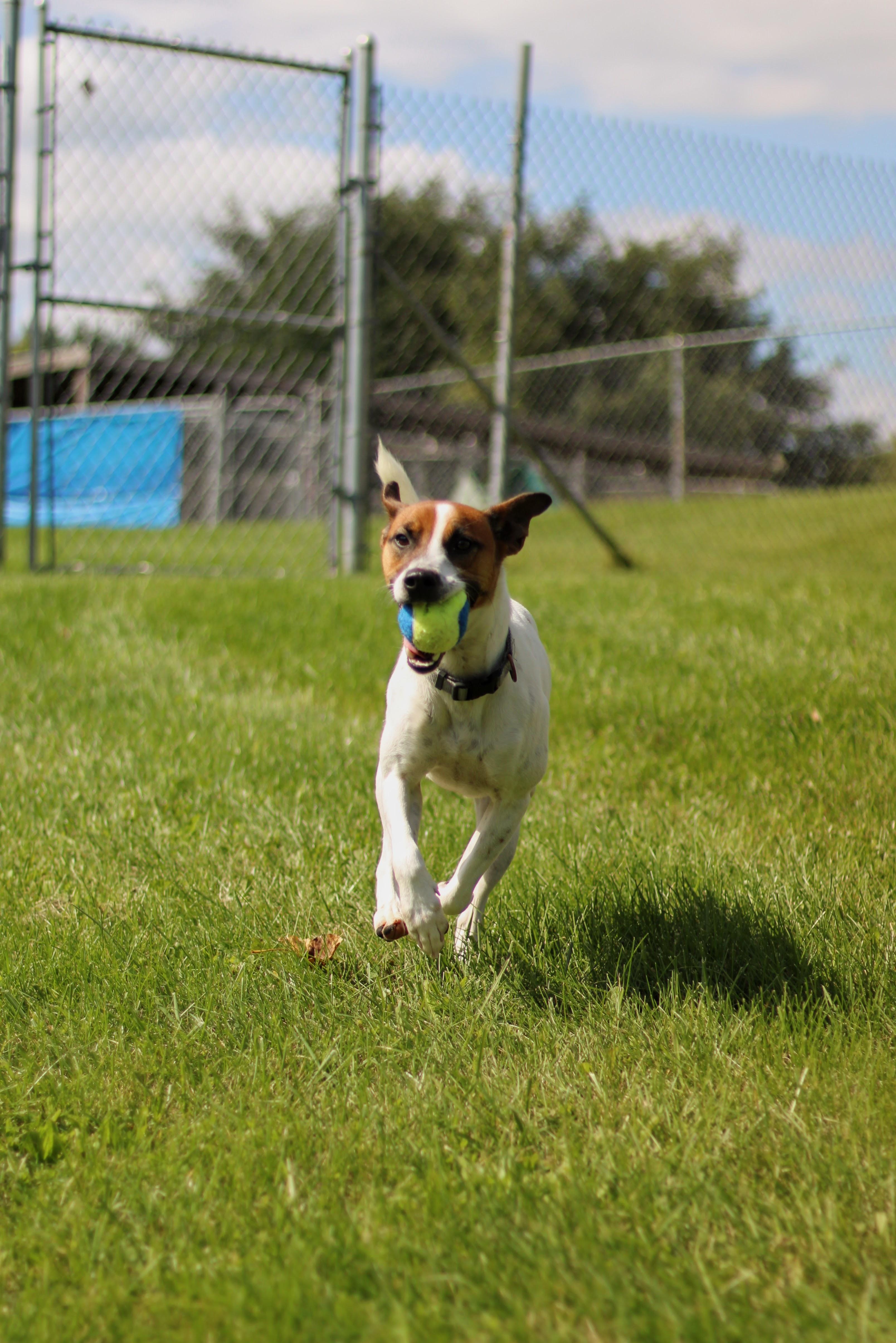 Enlarge Kip, a Adoptable mixed breed in Battle Creek, MI image 5/6