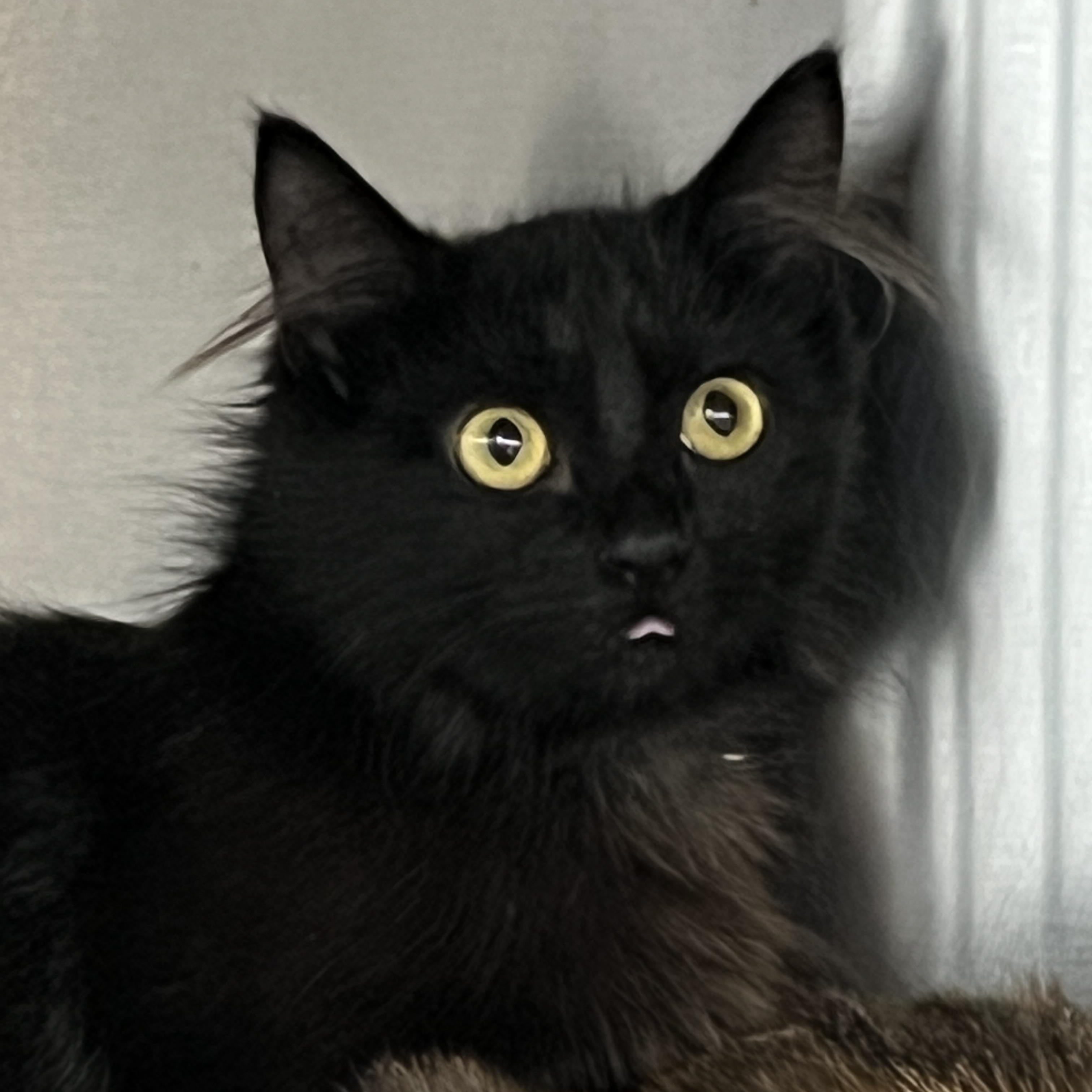 Truffle, adoptable, Kitten Female Domestic Short Hair.