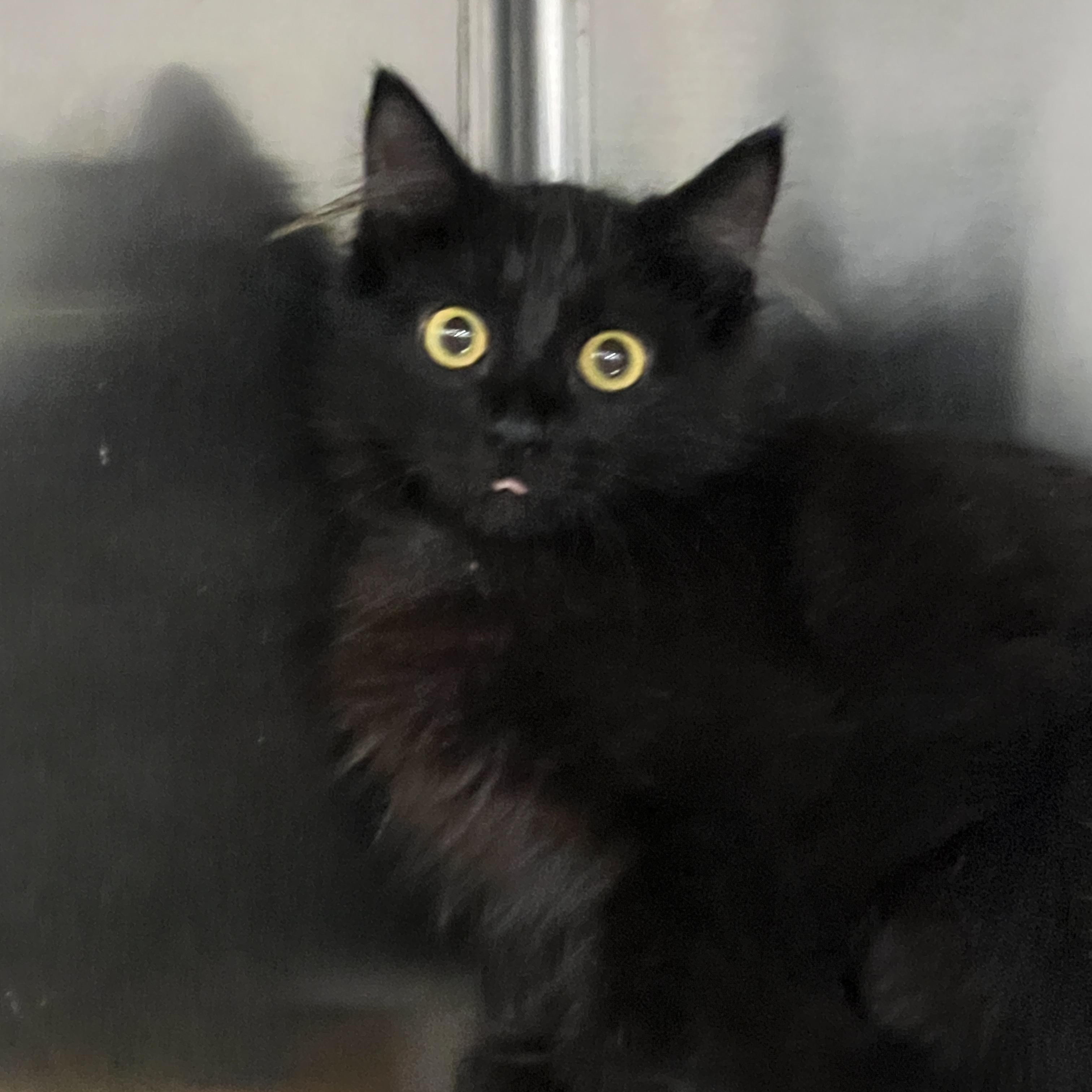 Enlarge Truffle, an adoptable mixed breed in Bradenton, FL image 3/4