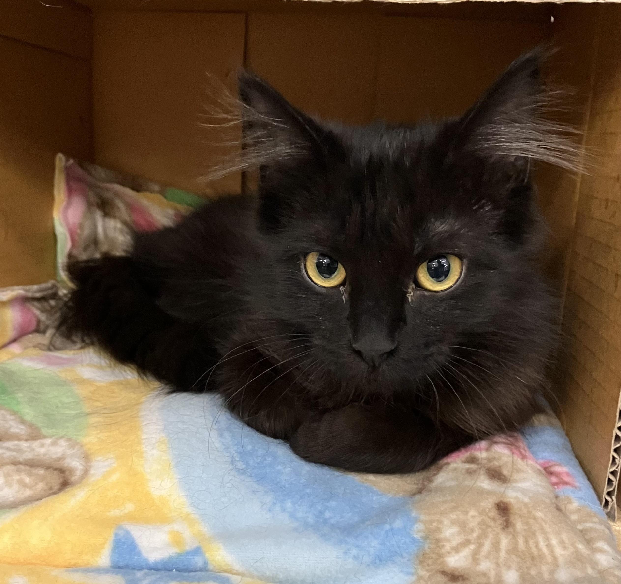 Enlarge Truffle, an adoptable mixed breed in Bradenton, FL image 4/4