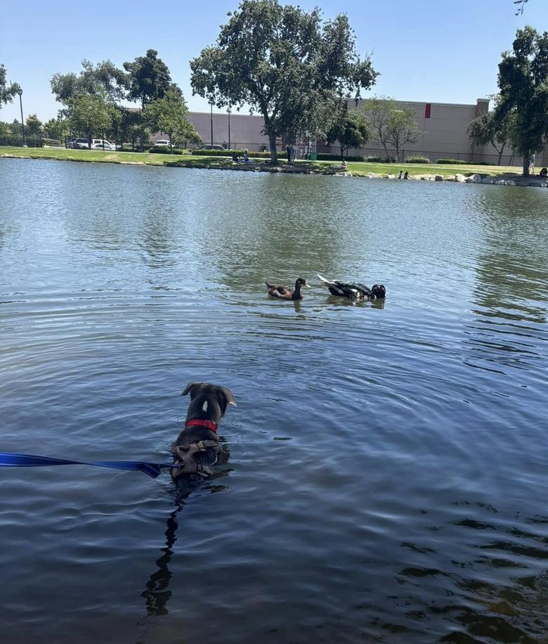 Loki, Adoptable, Senior Male American Staffordshire Terrier & Pit Bull Terrier.