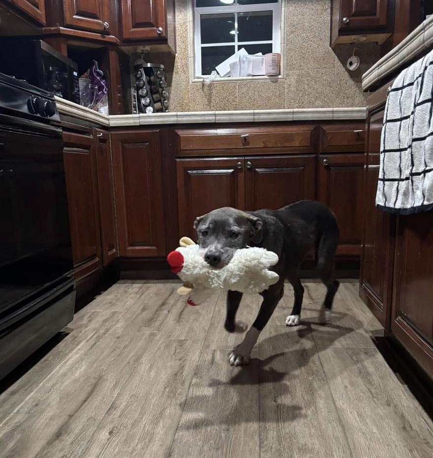 Loki, a Adoptable mixed breed in San Francisco, CA image 2/6