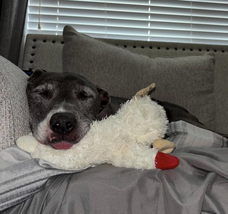 Loki, a Adoptable mixed breed in San Francisco, CA image 3/6