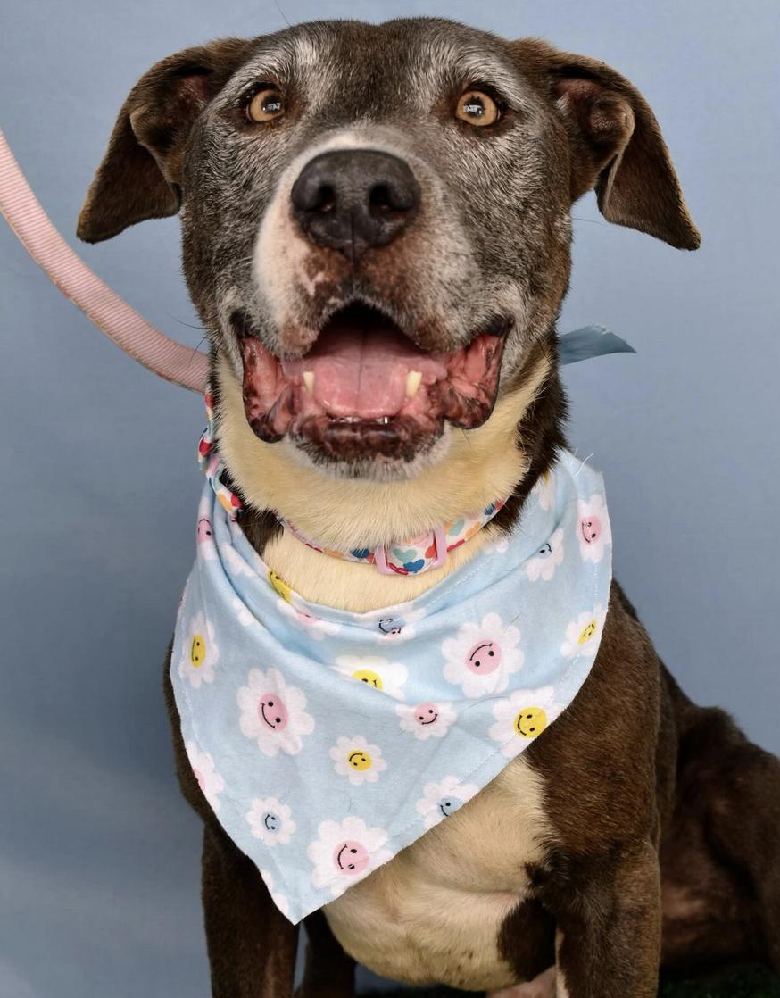 Loki, a Adoptable mixed breed in San Francisco, CA image 4/6