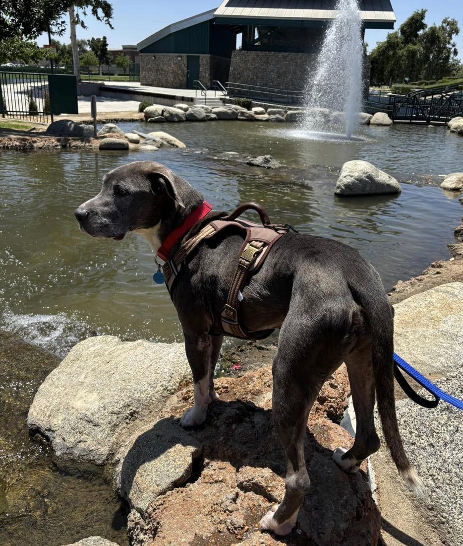 Loki, a Adoptable mixed breed in San Francisco, CA image 5/6