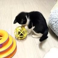 Tuxie, a ADOPTABLE mixed breed in Long Beach, WA image 2/4