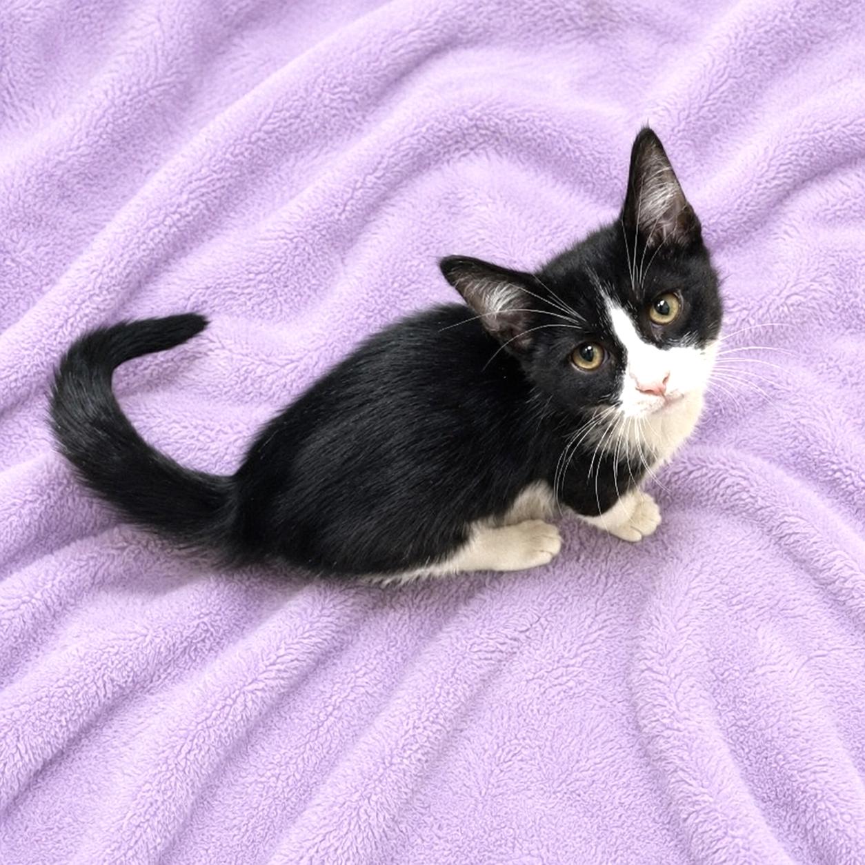 Tuxie, ADOPTABLE, Kitten Female Domestic Short Hair & Tuxedo.