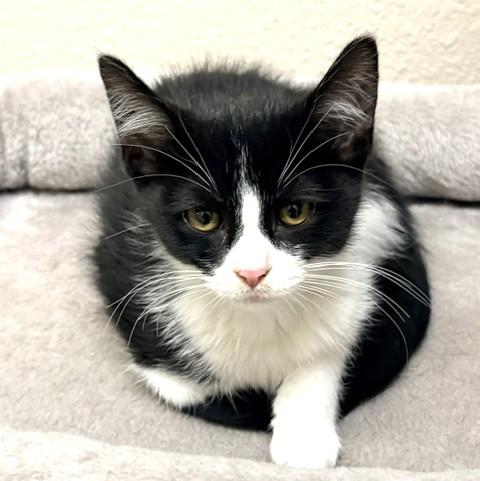 Tuxie, a ADOPTABLE mixed breed in Long Beach, WA image 4/4