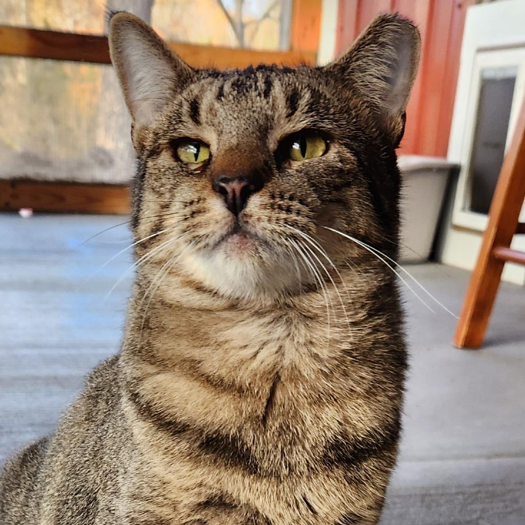 Enlarge Rawrnald Weasley, a Adoptable Domestic Short Hair in Brighton, MO image 1/4