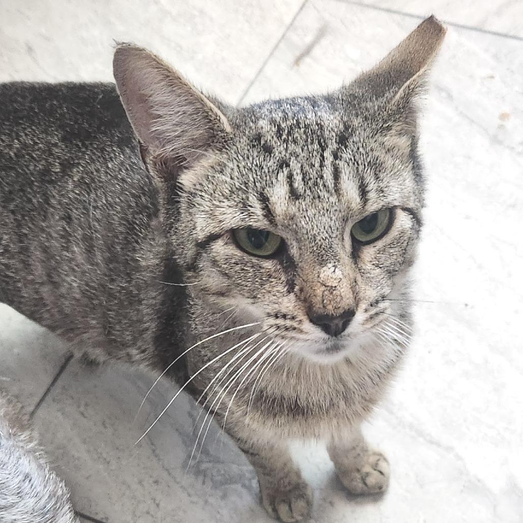 Enlarge Rawrnald Weasley, a Adoptable Domestic Short Hair in Brighton, MO image 2/4