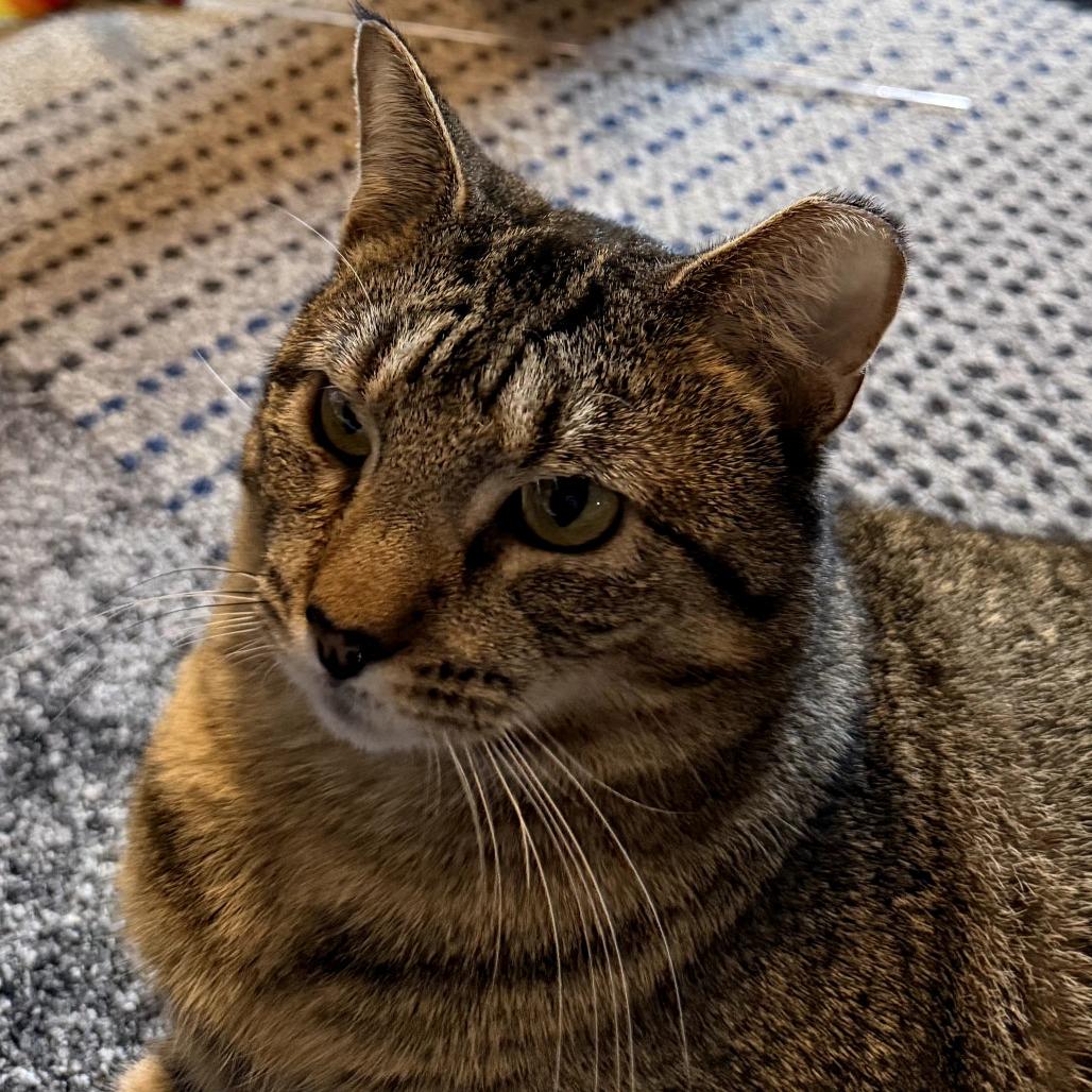 Enlarge Rawrnald Weasley, a Adoptable Domestic Short Hair in Brighton, MO image 3/5