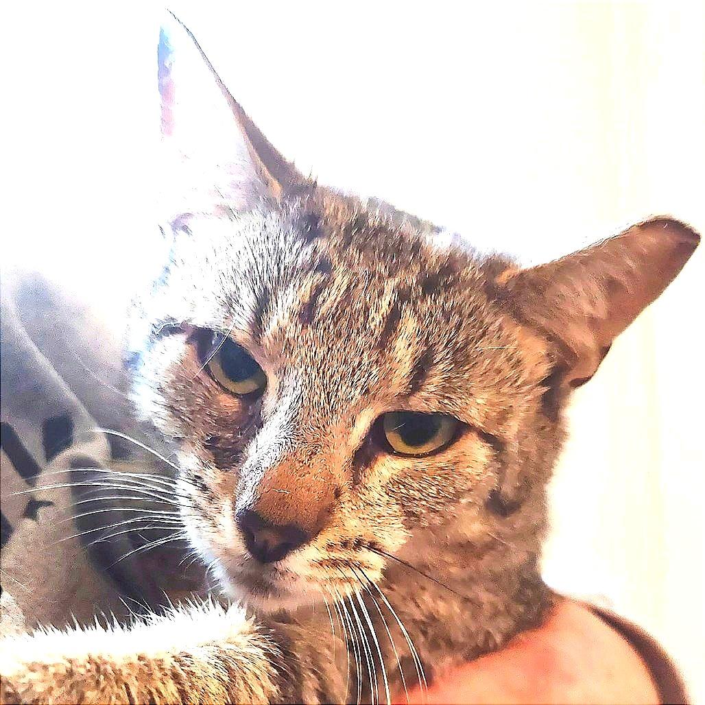 Enlarge Rawrnald Weasley, a Adoptable Domestic Short Hair in Brighton, MO image 3/4