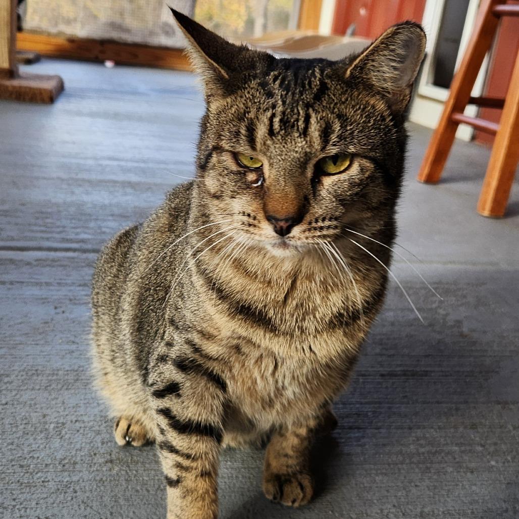 Enlarge Rawrnald Weasley, a Adoptable Domestic Short Hair in Brighton, MO image 4/4