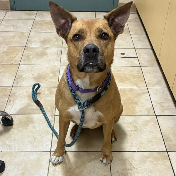 Enlarge Rue-Mini, a Adoptable mixed breed in Troutdale, OR image 1/1