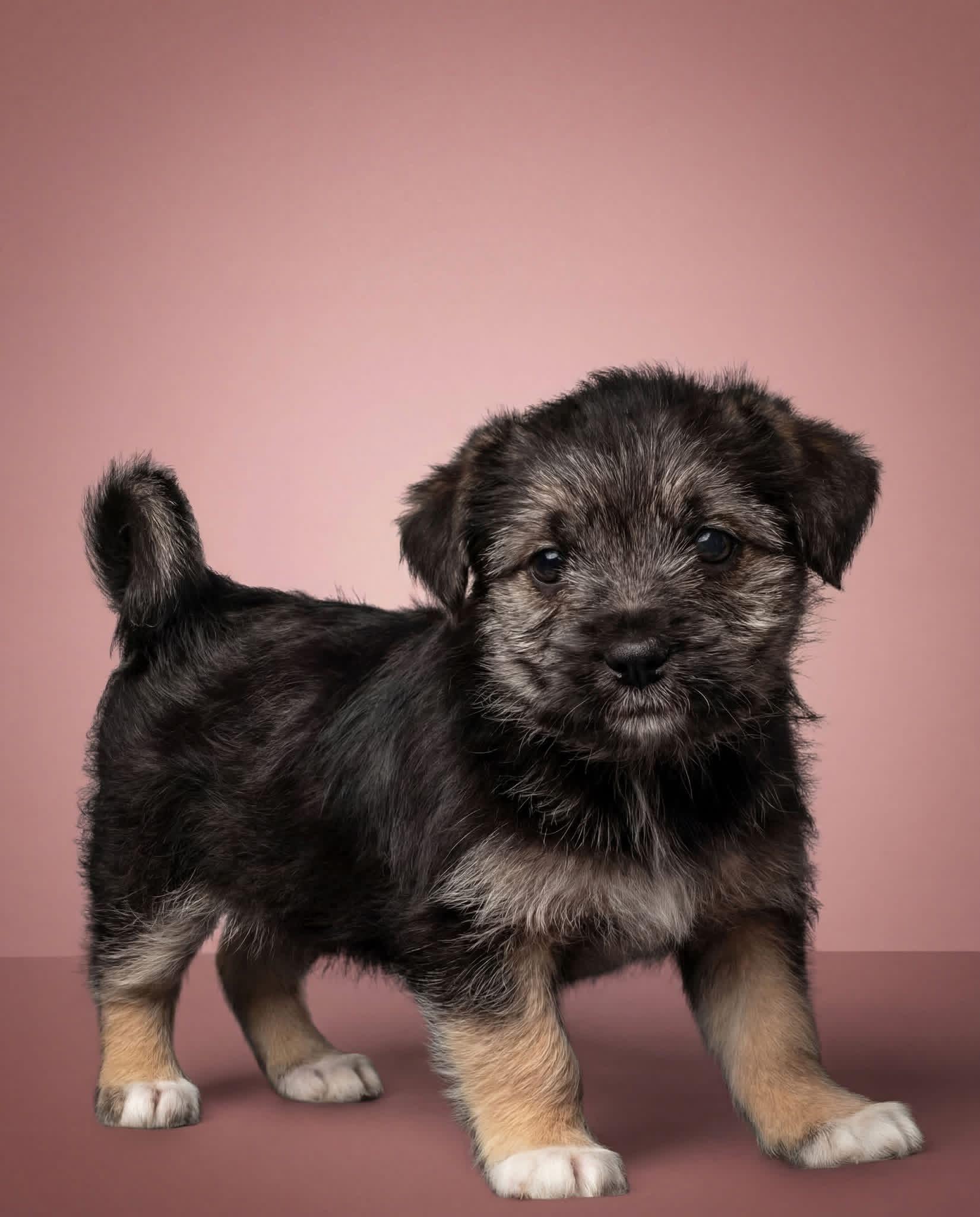 Enlarge Eloise , a Adoptable mixed breed in Aiken, SC image 1/2