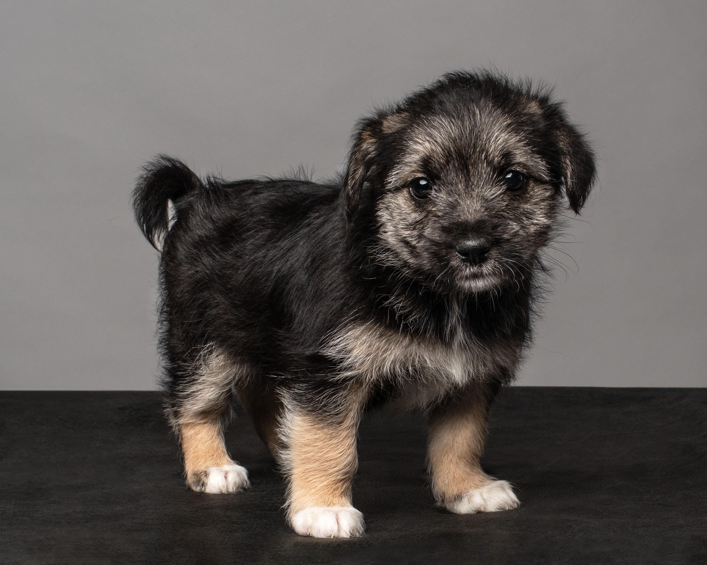 Enlarge Eloise , a Adoptable mixed breed in Aiken, SC image 2/2