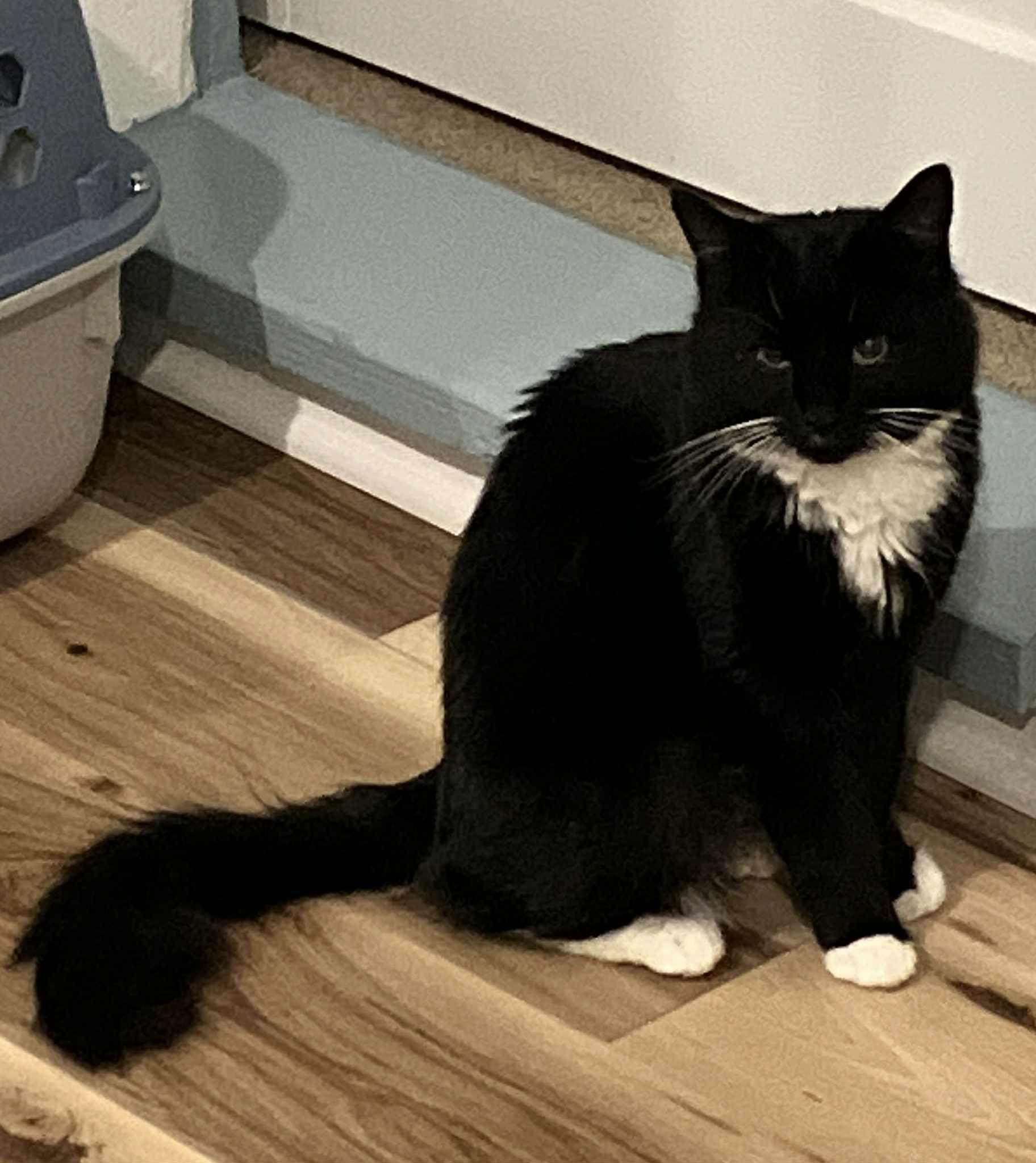 Scotia, Adoptable, Young Female Domestic Medium Hair.