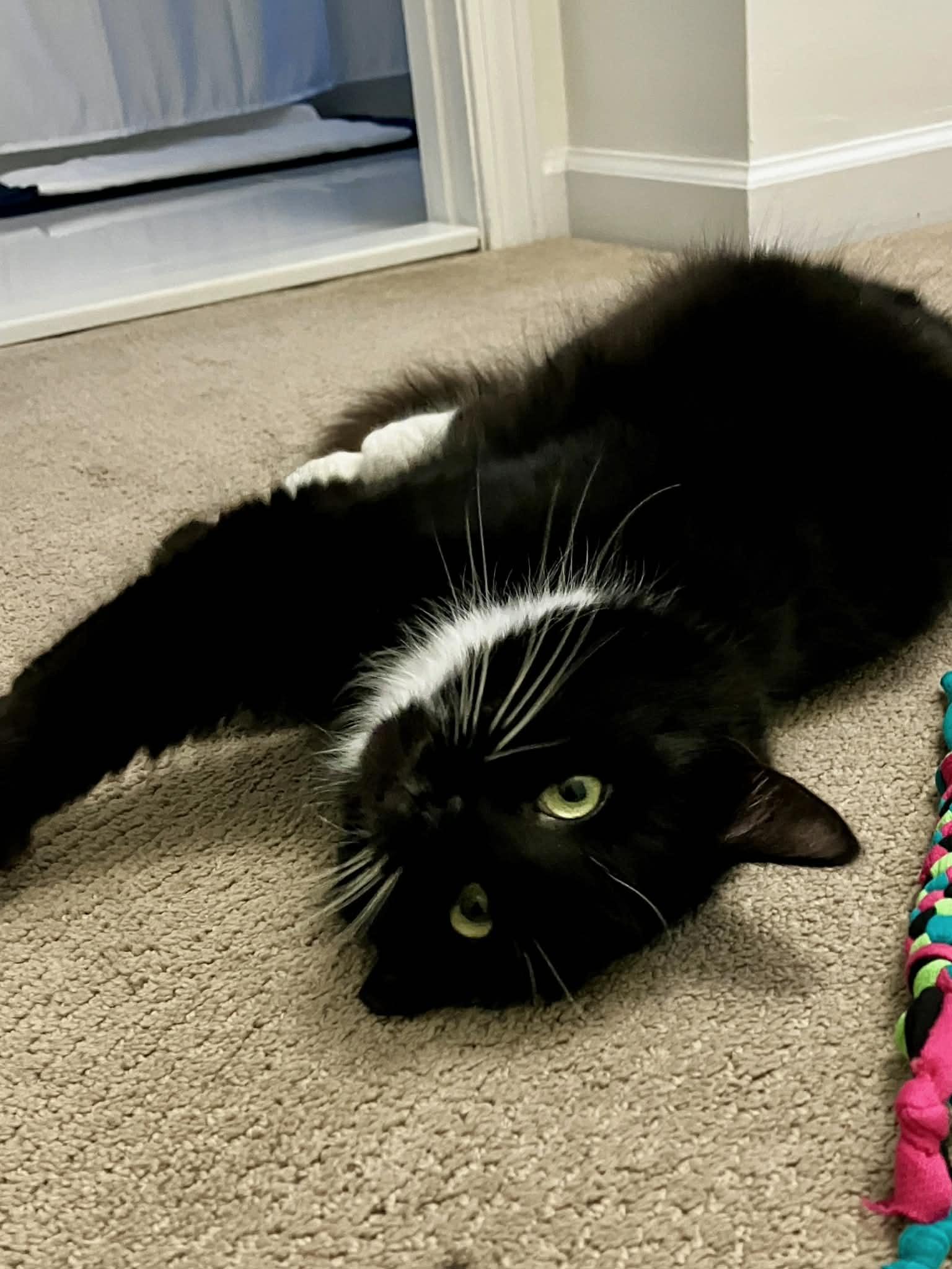 Scotia, a Adoptable mixed breed in Hull, MA image 2/6