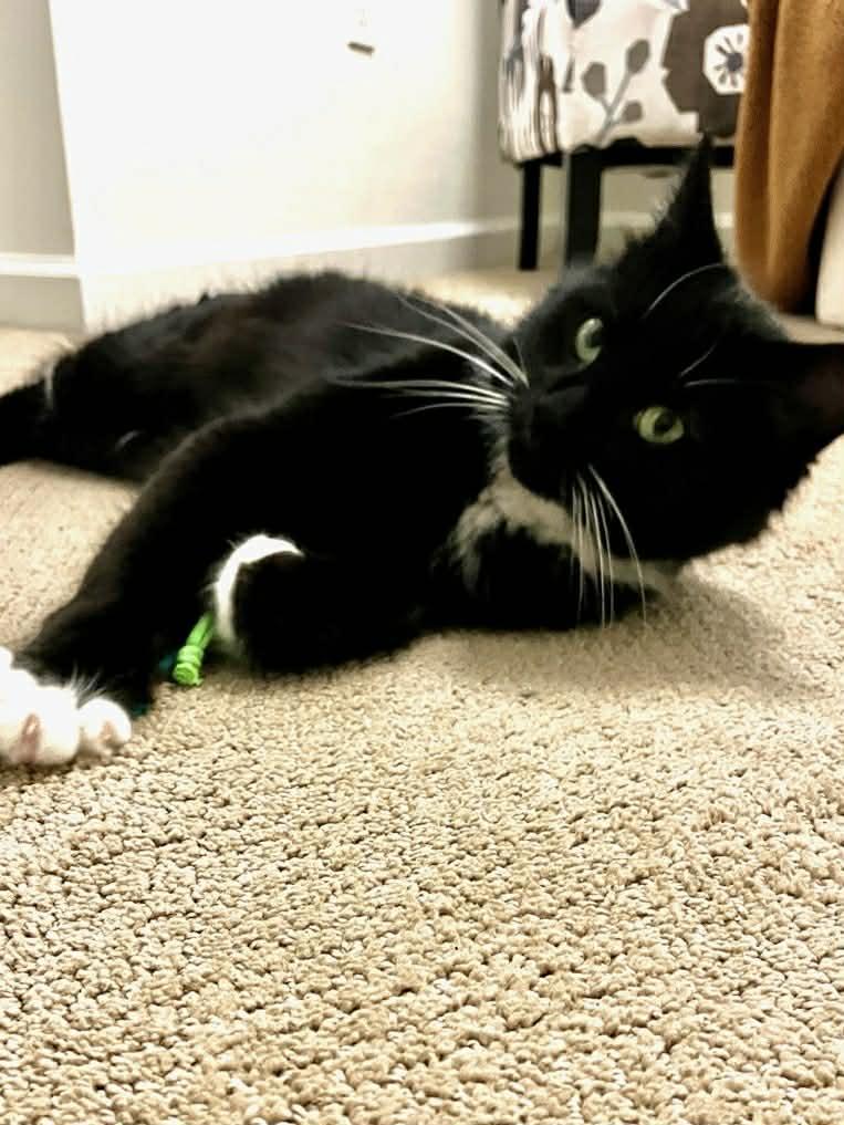 Scotia, a Adoptable mixed breed in Hull, MA image 3/6