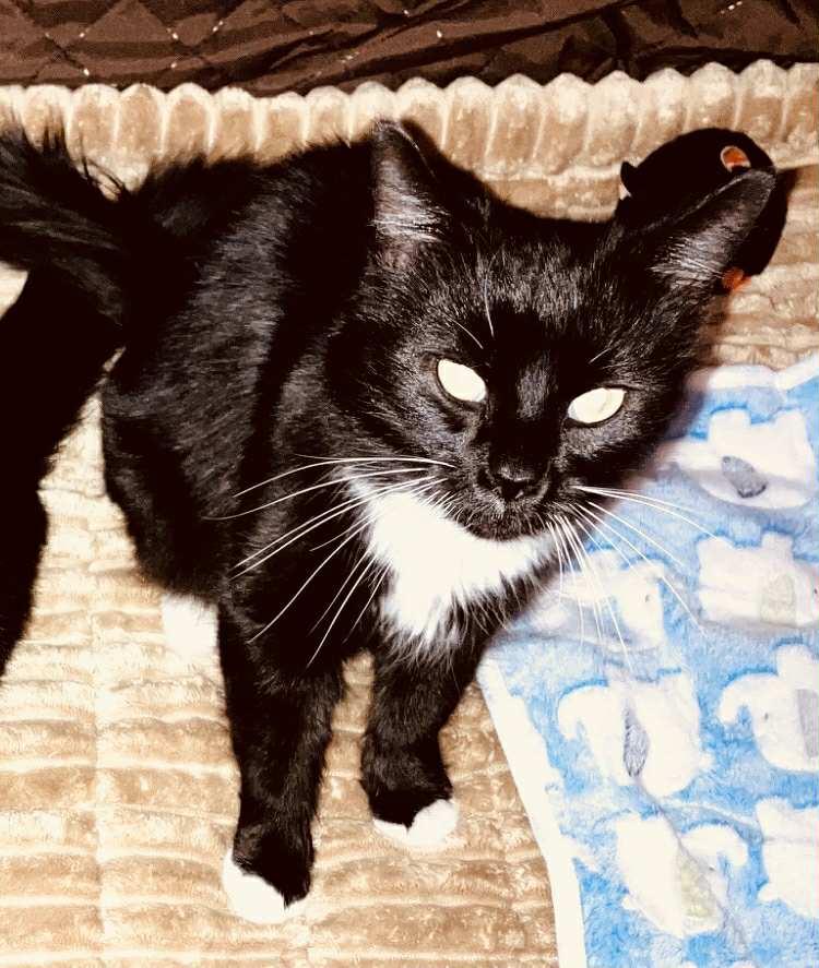 Scotia, a Adoptable mixed breed in Hull, MA image 6/6