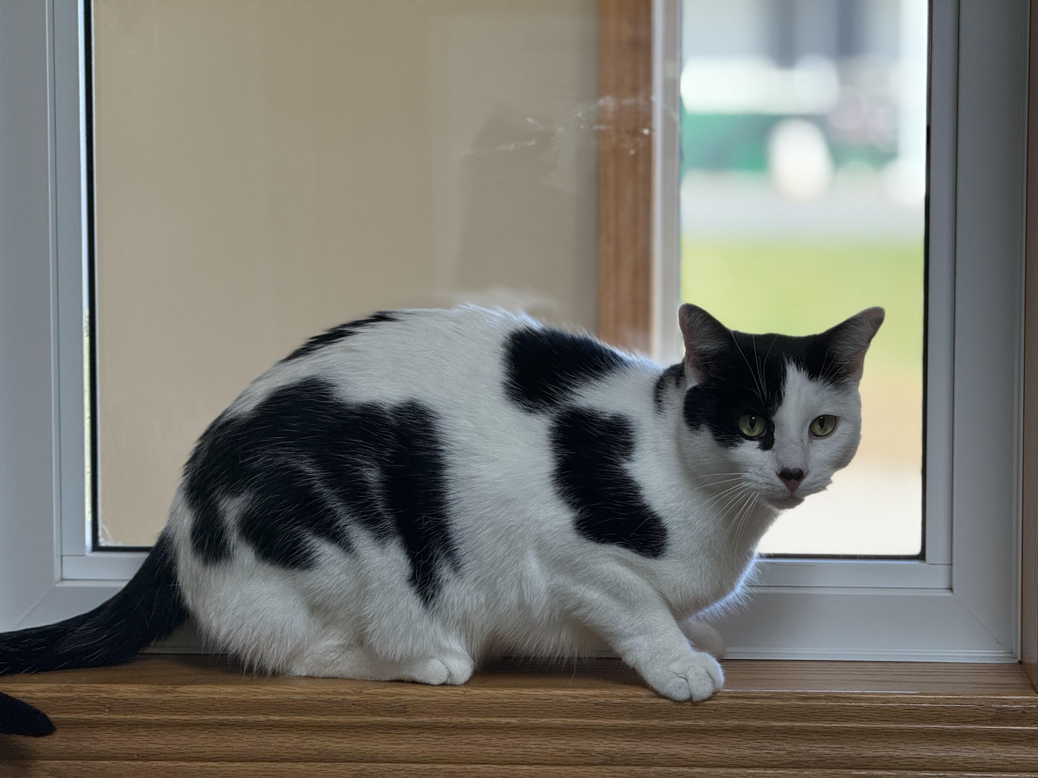 Enlarge Patch, a Adoptable Domestic Short Hair in Glenwood, MN image 1/2