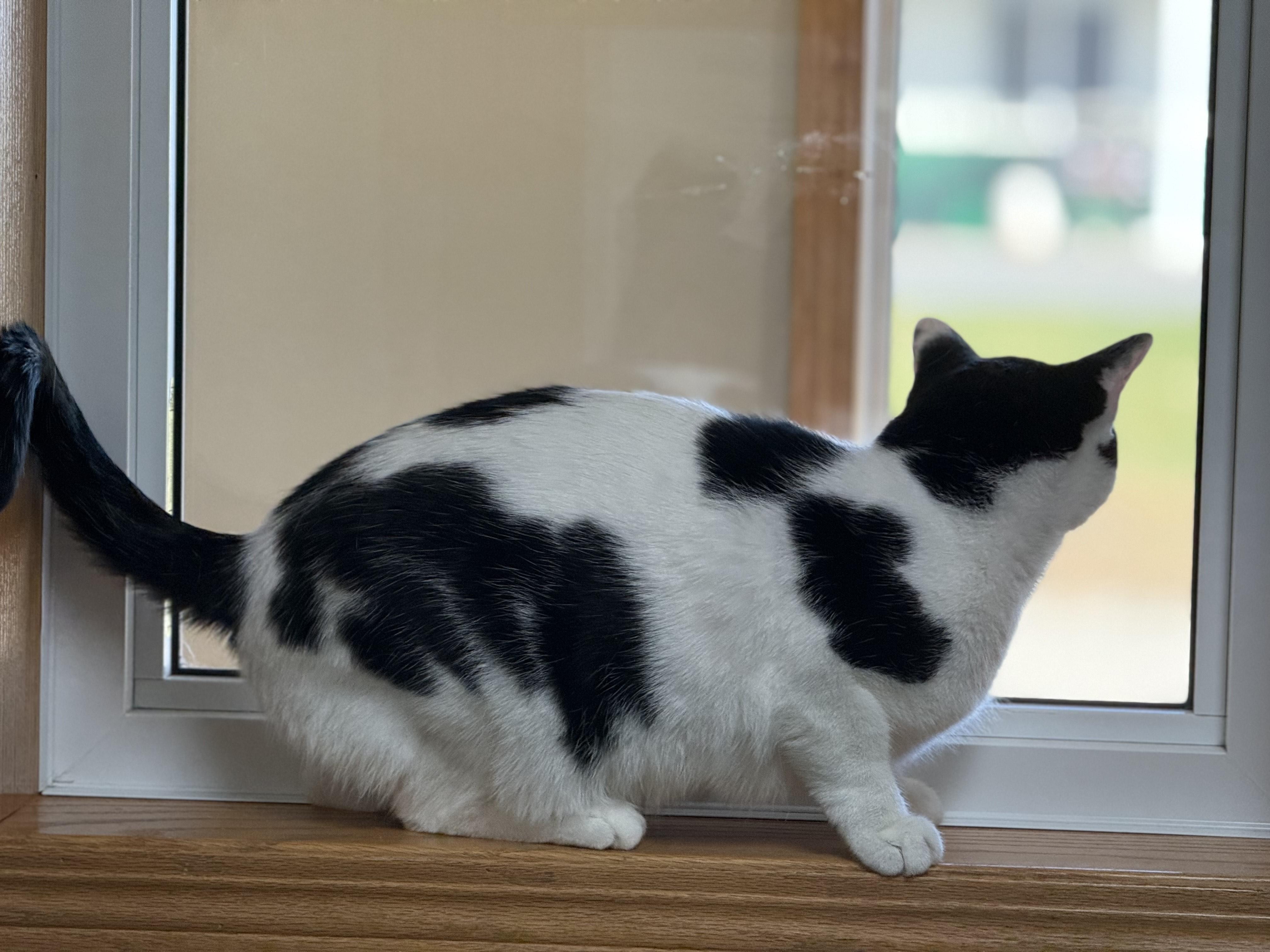 Enlarge Patch, a Adoptable Domestic Short Hair in Glenwood, MN image 2/2