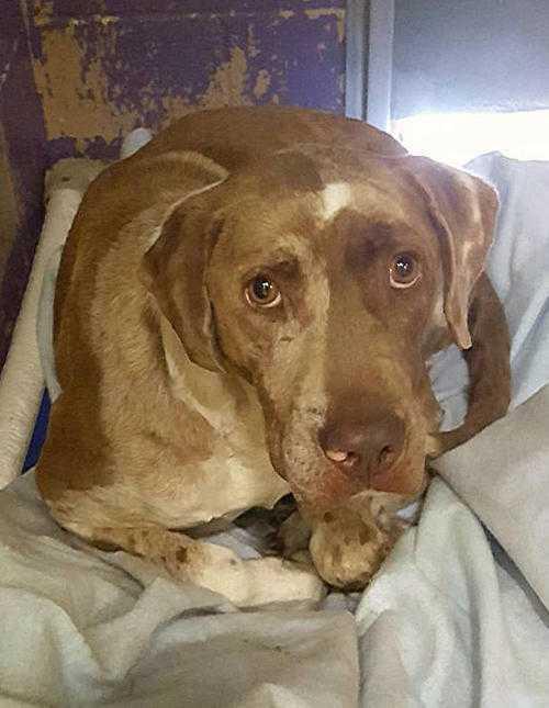 Briscoe, Adopted, Adult Male Australian Shepherd & Labrador Retriever.