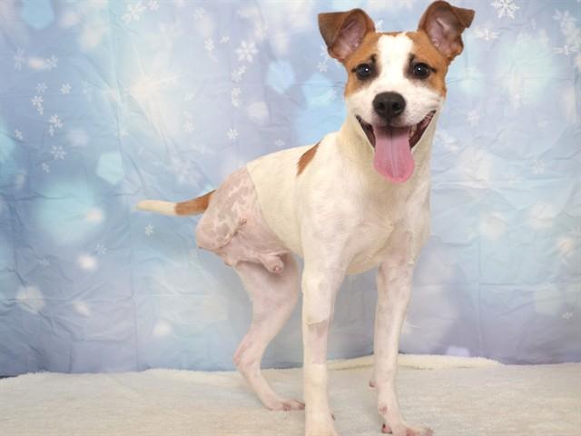 MAVERICK, Adoptable, Young Male Labrador Retriever & Mixed Breed.