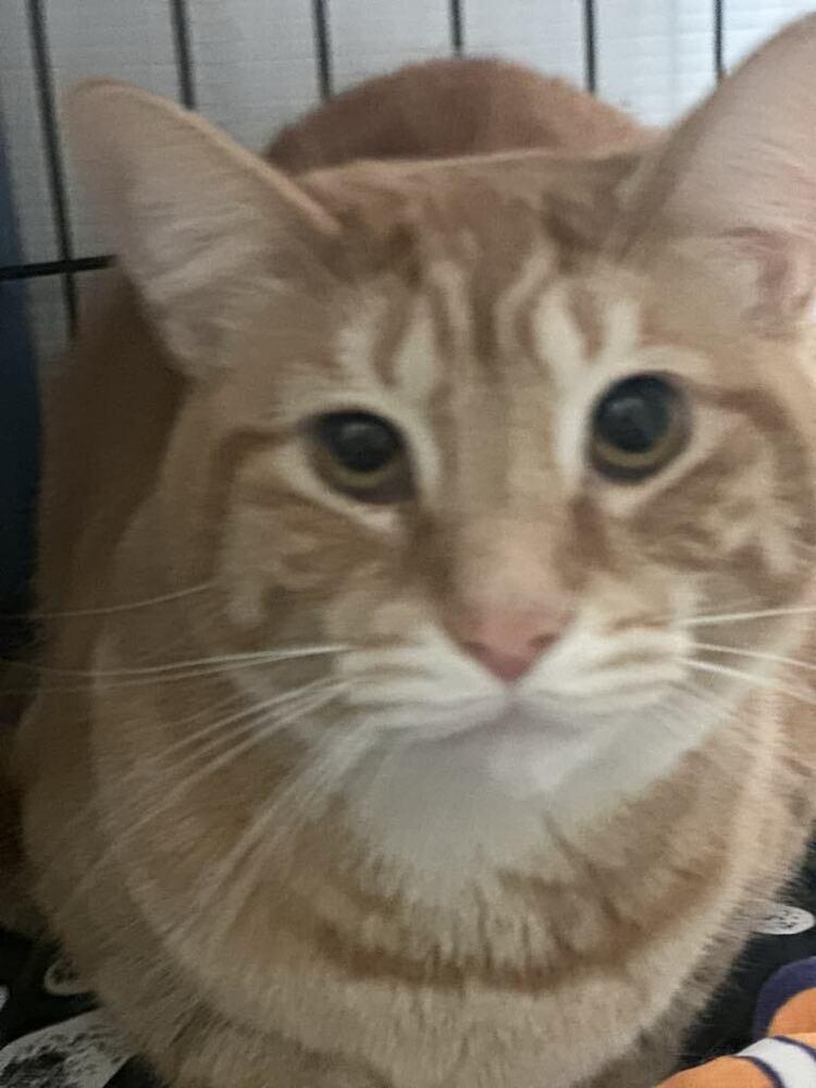 Simba, Adoptable, Adult Male Domestic Short Hair.