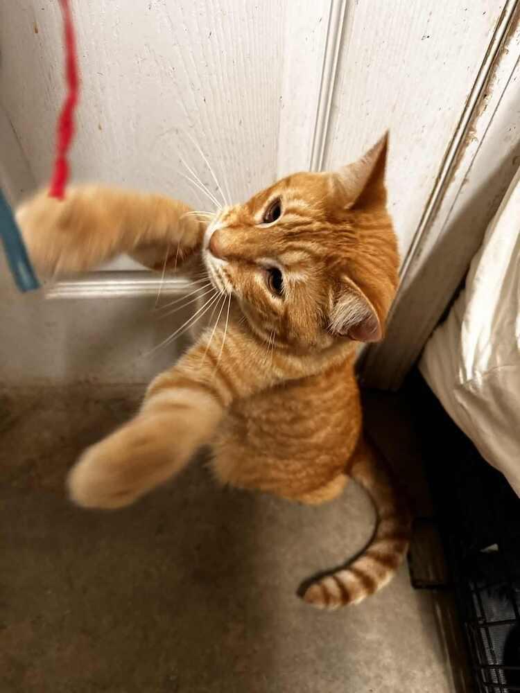 Enlarge Simba, a Adoptable Domestic Short Hair in Evansville, IN image 2/3