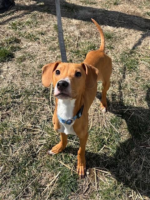 Enlarge ROCKET, a Adoptable mixed breed in Leesburg, VA image 1/1
