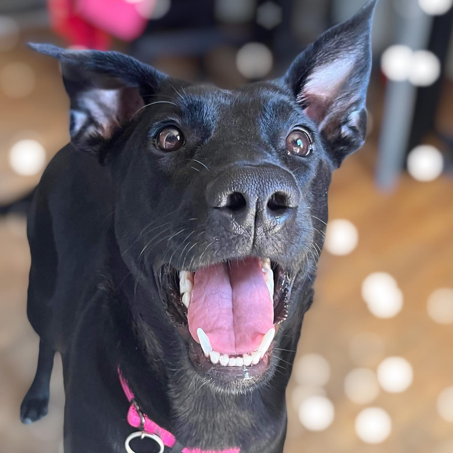 Jade. Orla's Litter, Adopted, Puppy Female German Shepherd Dog & Labrador Retriever.