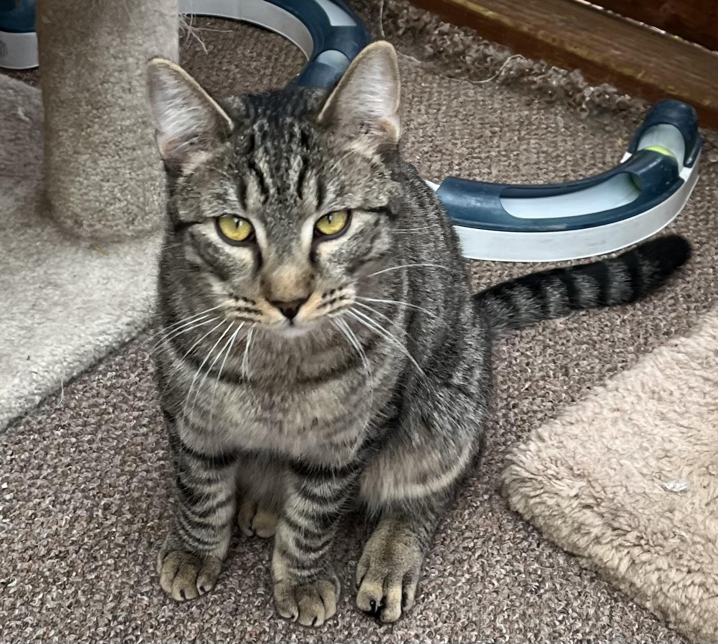 Enlarge Arlo, an adopted Tabby in Prescott, AZ image 5/5