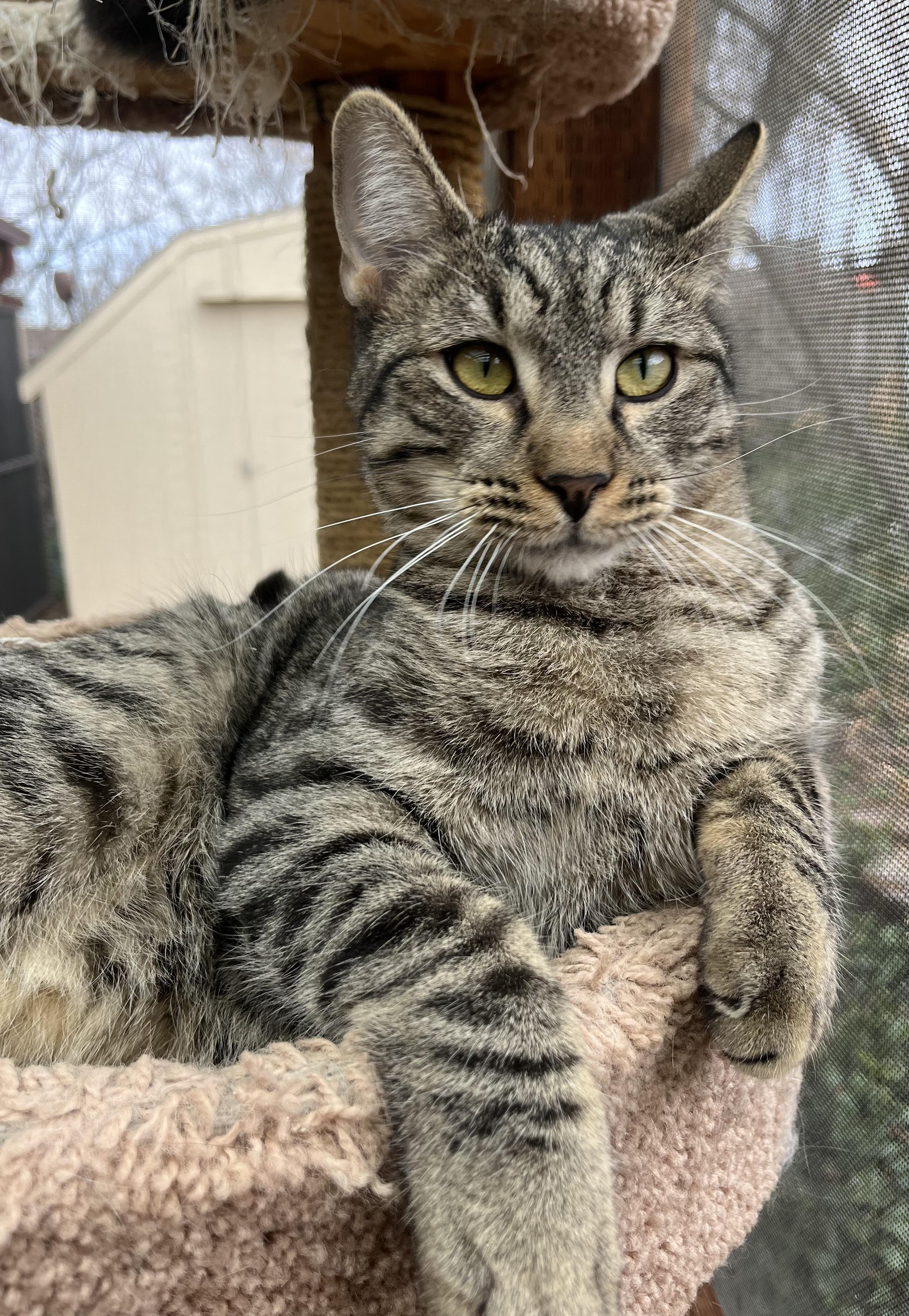 Enlarge Arlo, an adopted Tabby in Prescott, AZ image 1/5