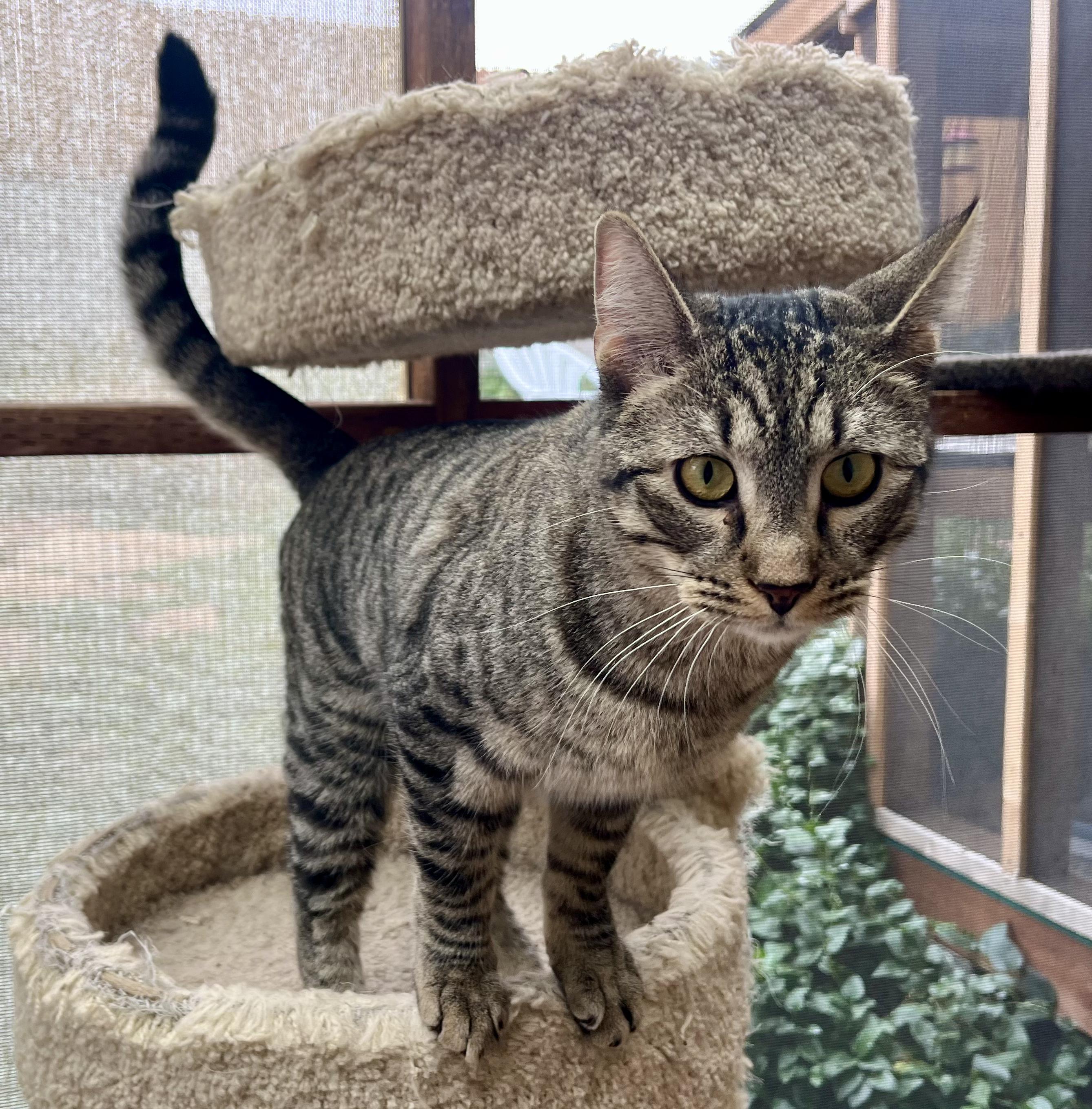 Enlarge Arlo, an adopted Tabby in Prescott, AZ image 4/5