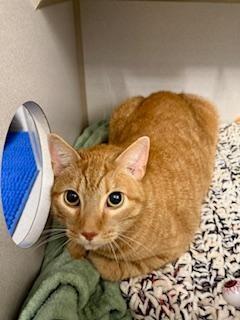 Enlarge Titus, a ADOPTABLE Domestic Short Hair in Winter Haven, FL image 1/1