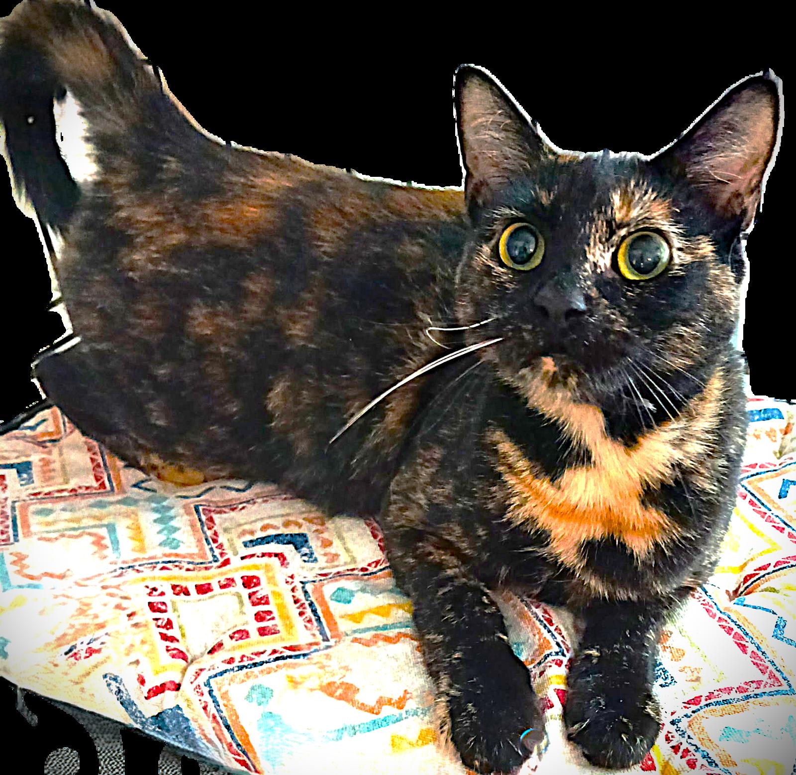 Sophie, Adoptable, Young Female Tortoiseshell.