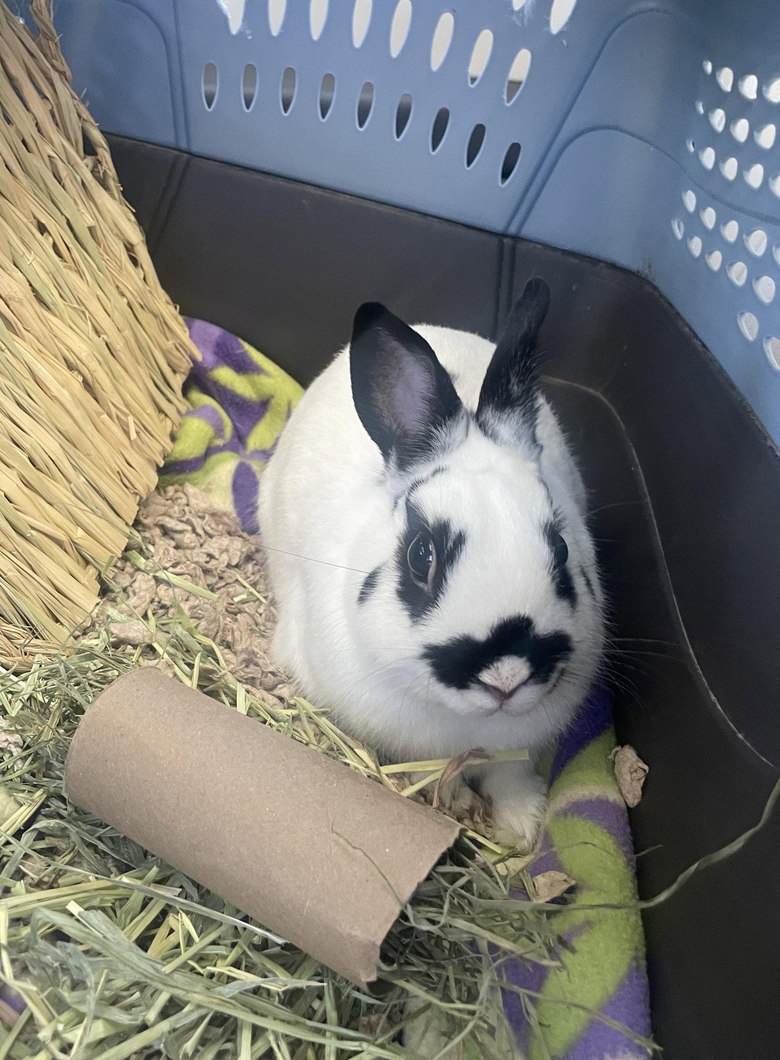 Hootie, Adoptable, Adult Male Dwarf.