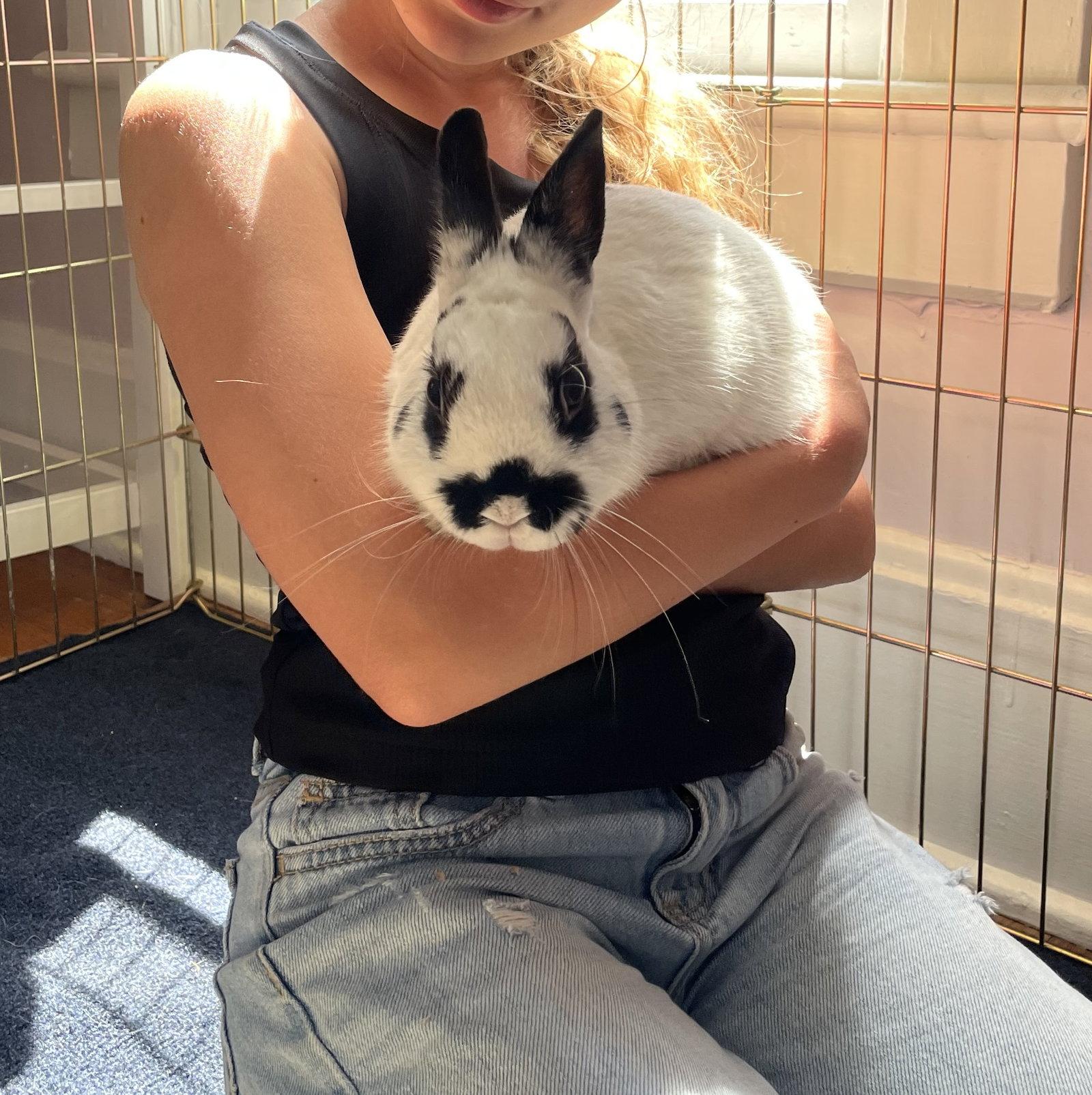 Enlarge Hootie, a Adoptable Dwarf in Aurora, IL image 2/3