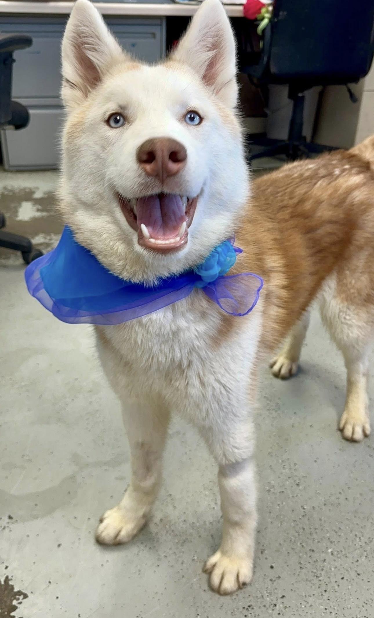 Miso, a Adoptable mixed breed in Eugene, OR image 2/5