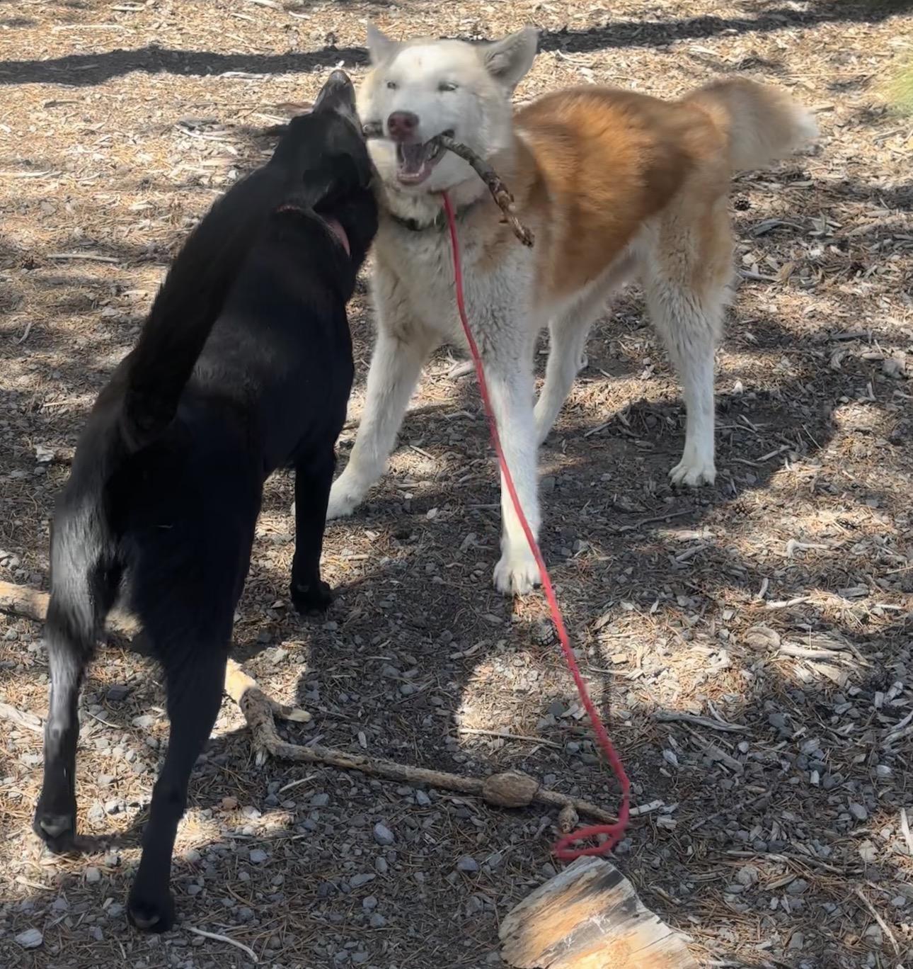 Miso, a Adoptable mixed breed in Eugene, OR image 5/5
