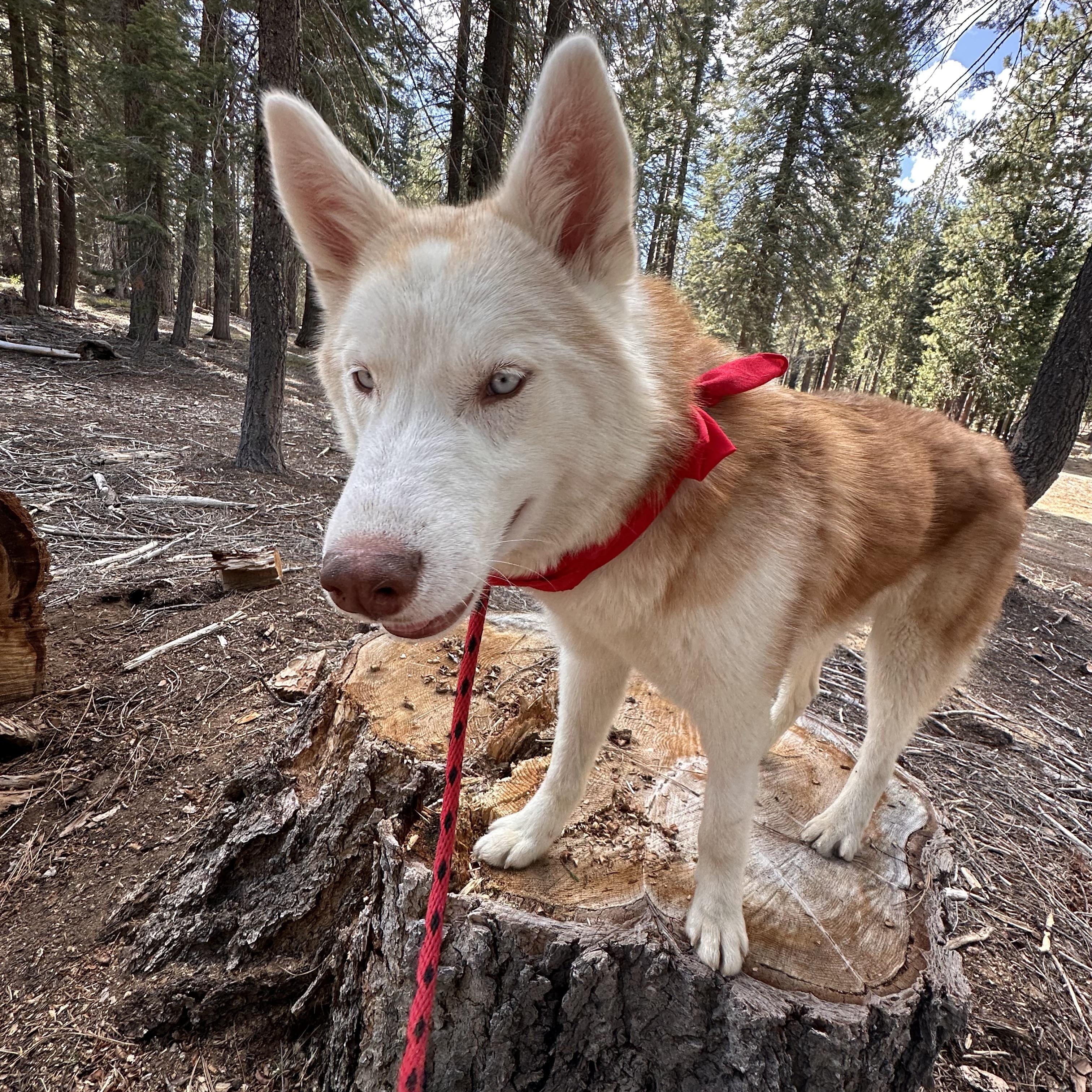 Miso, a Adoptable mixed breed in Eugene, OR image 3/5