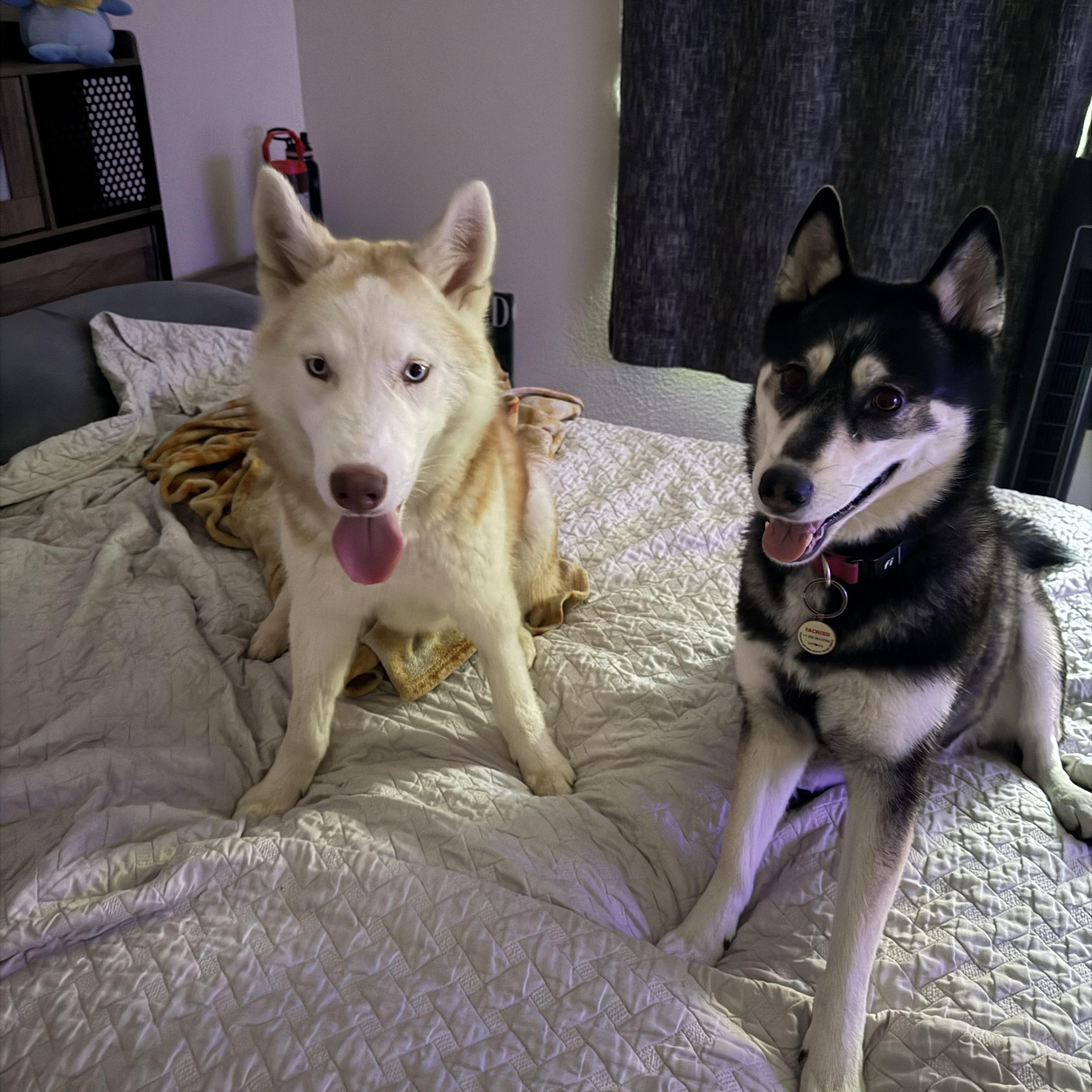 Miso, a Adoptable mixed breed in Eugene, OR image 1/5