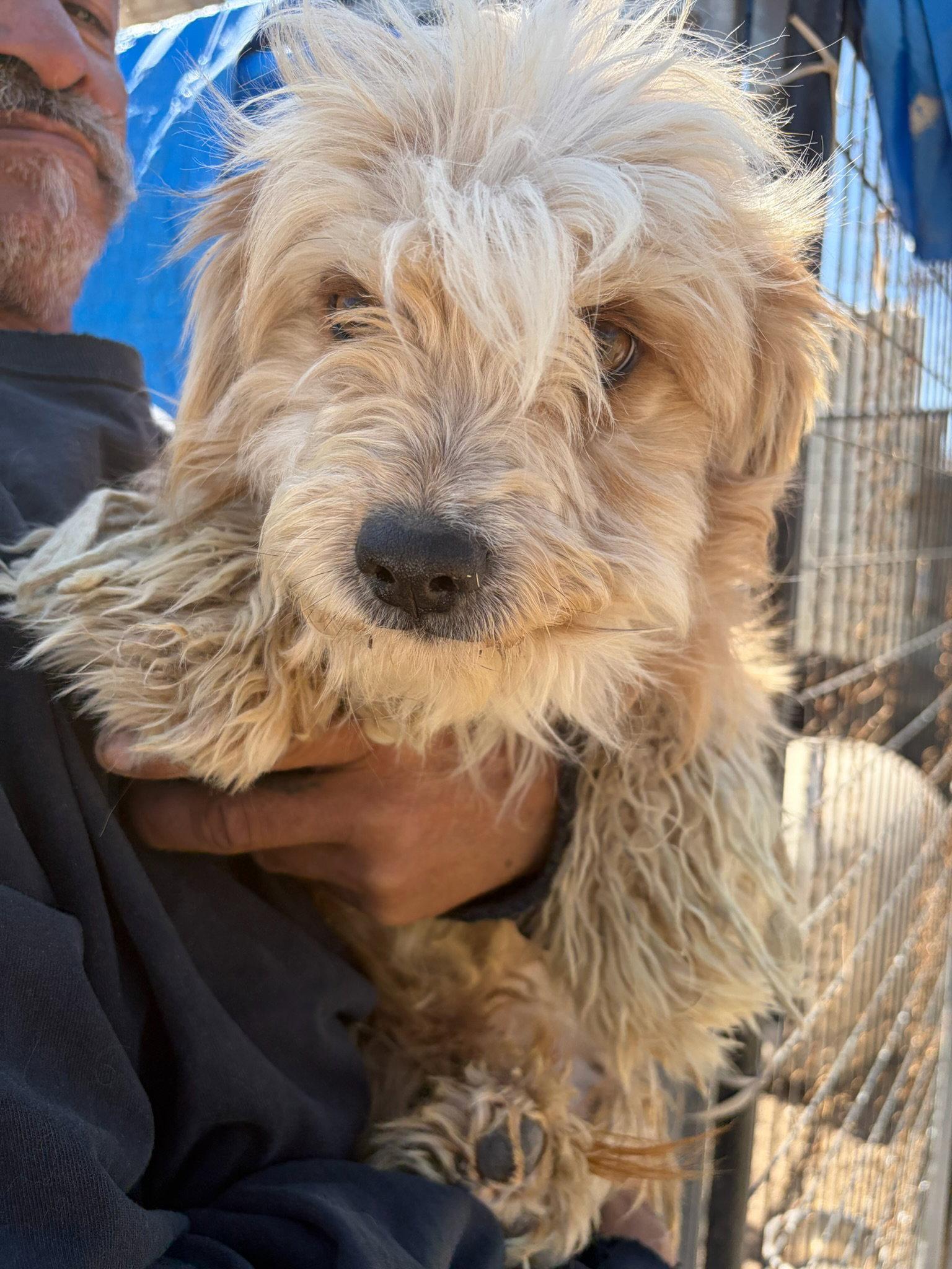 Cartier - ADOPTION IN PROCESS, Adoptable, Young Male Yorkshire Terrier & Poodle.